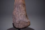 Hadrosaur (Hypacrosaurus) Tibia with Metal Stand - Montana #264990-5
